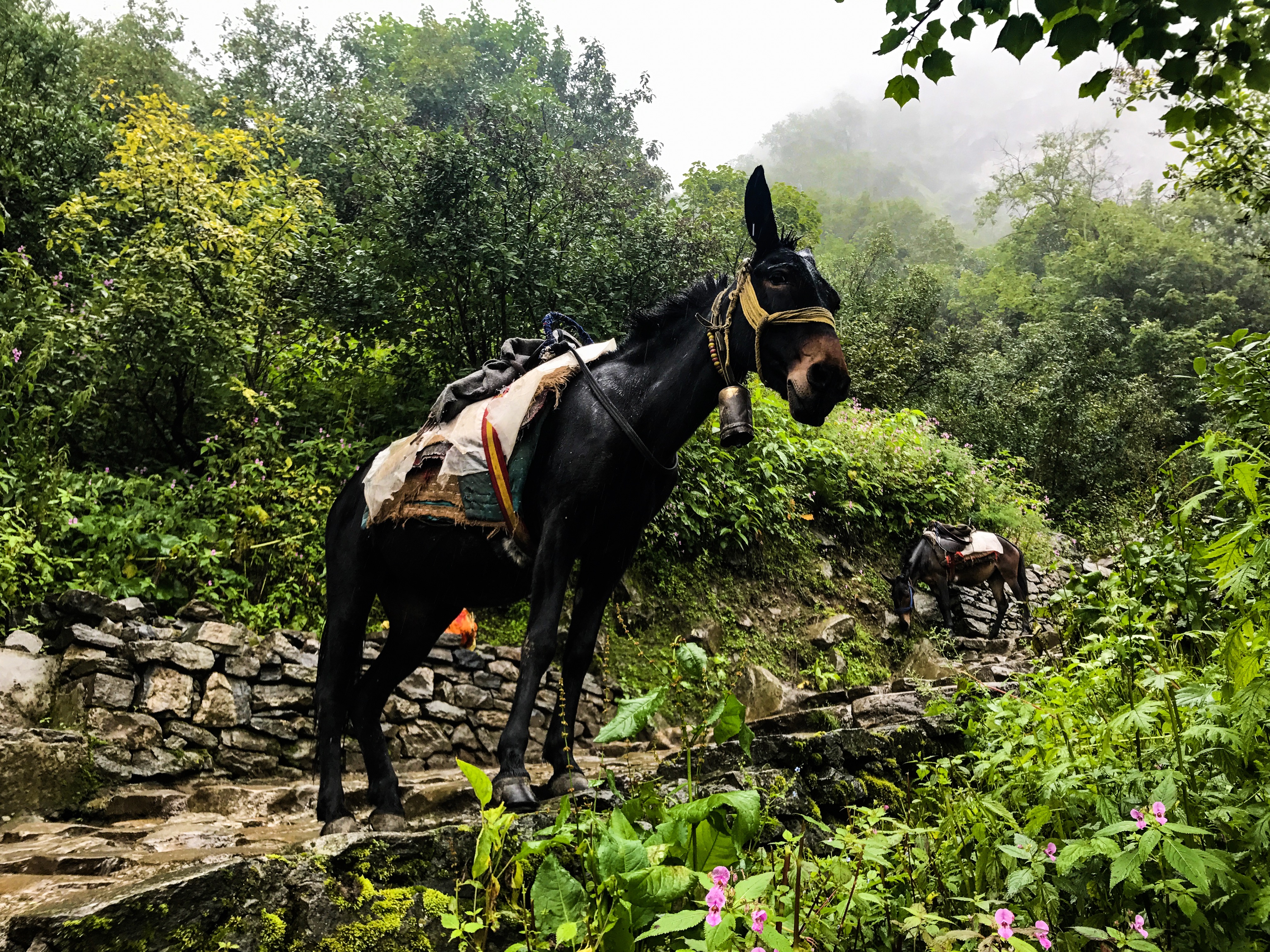 A pony encounter on the Hemkund Sahib trek in the Himalayas