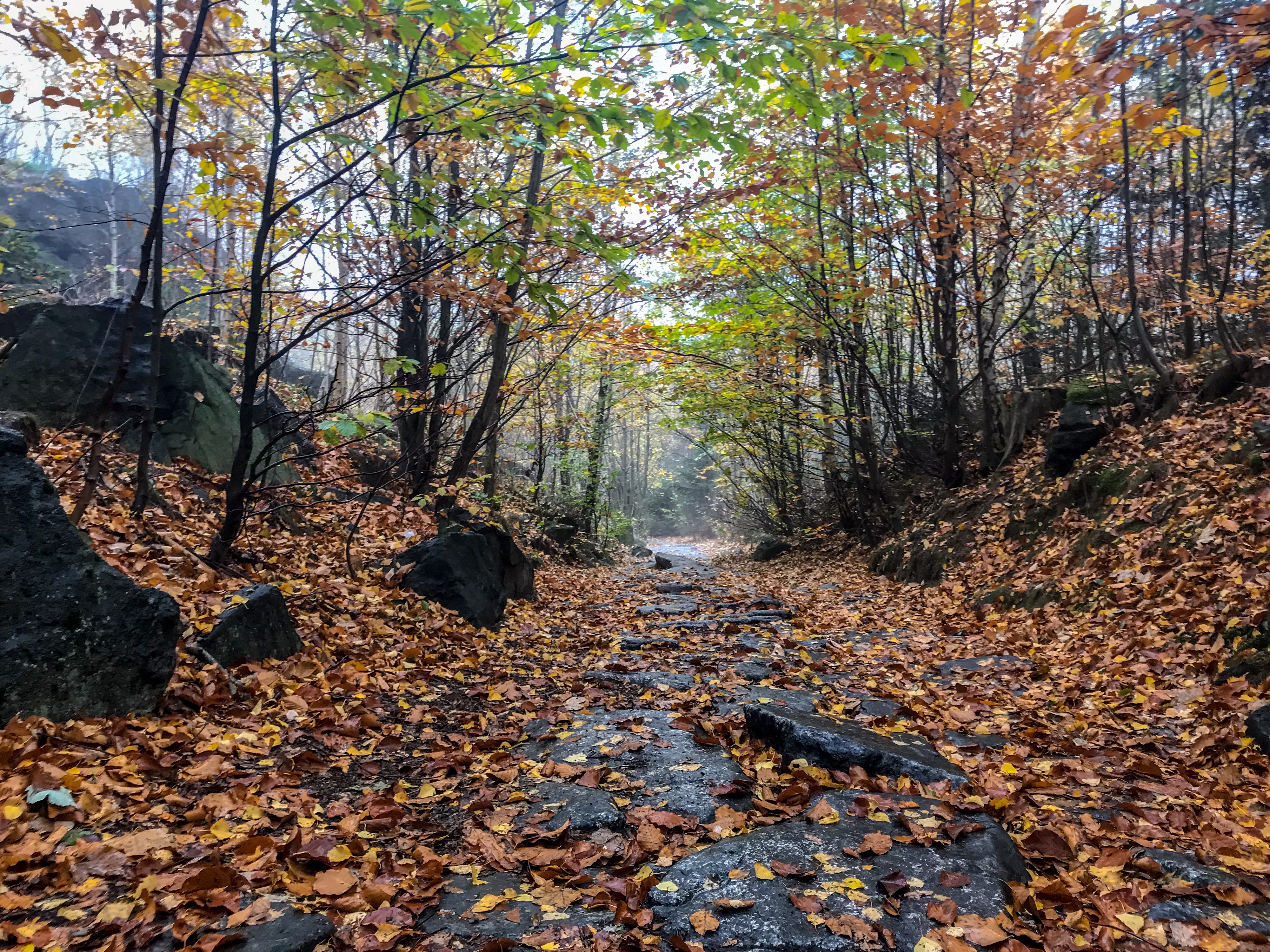 Autumn leaves in Ślęża near Wroclaw