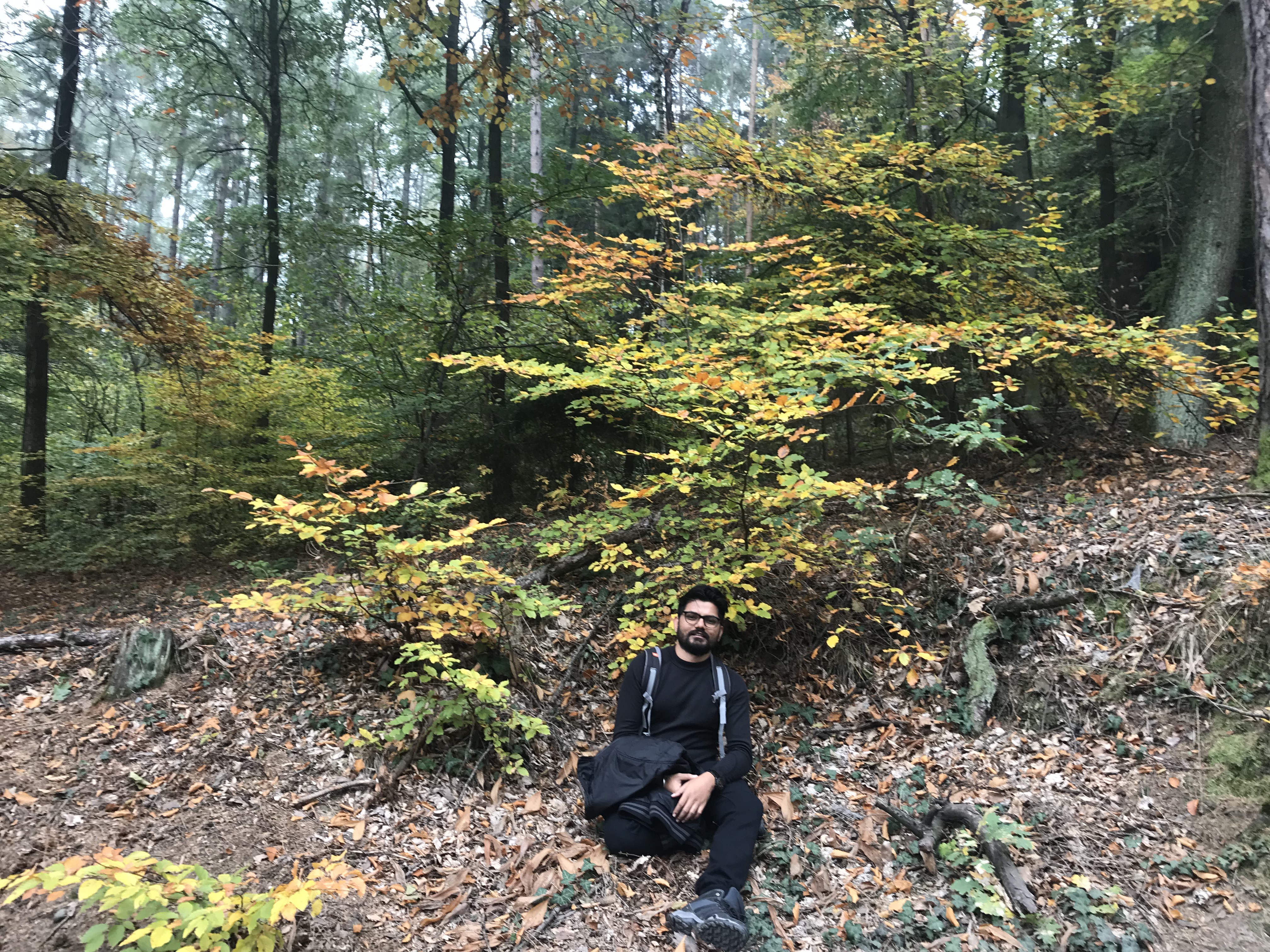 Whistling Hound resting in the Sleza forest