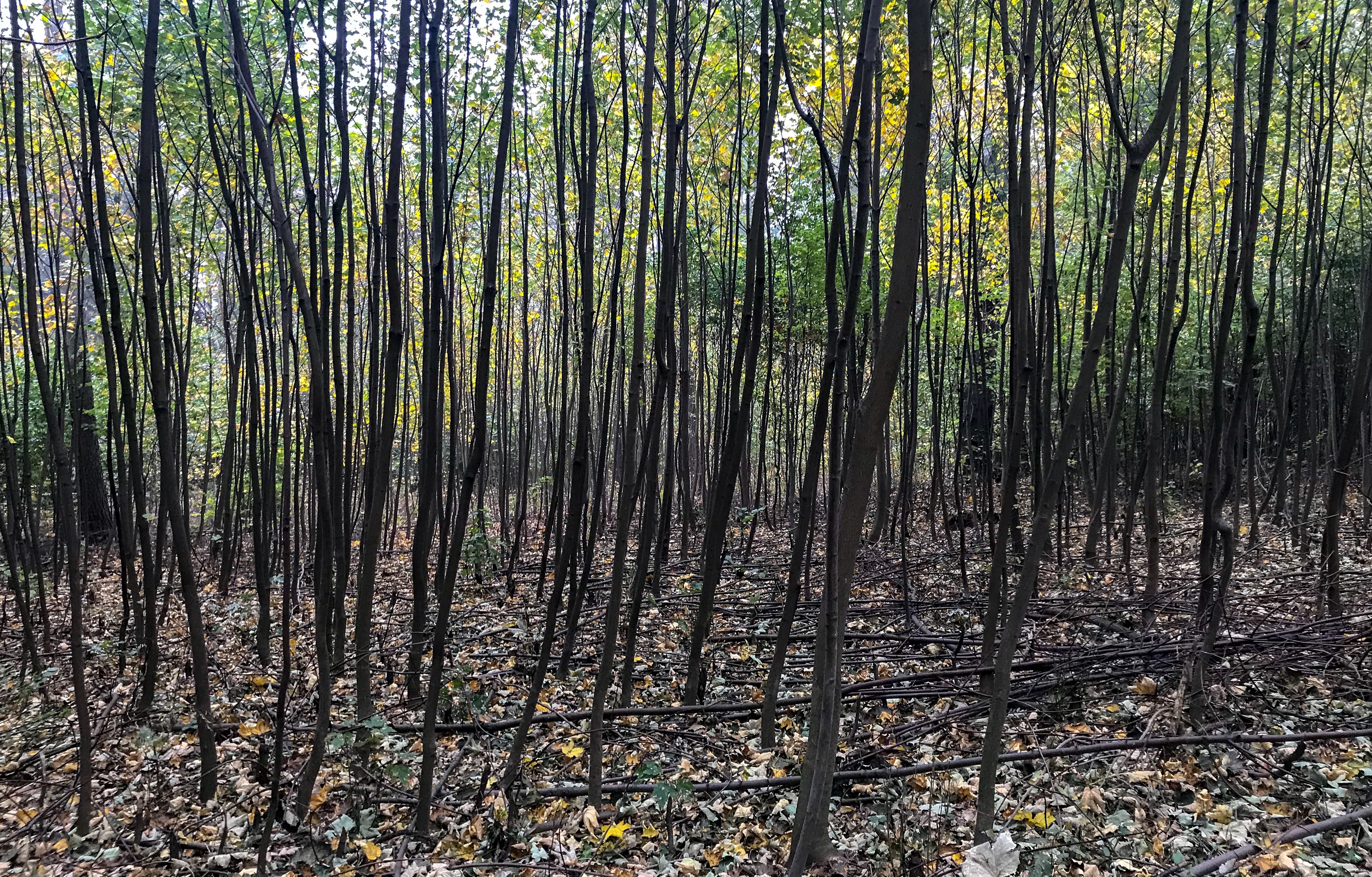 The autumn forest of Mount Ślęża near Wroclaw