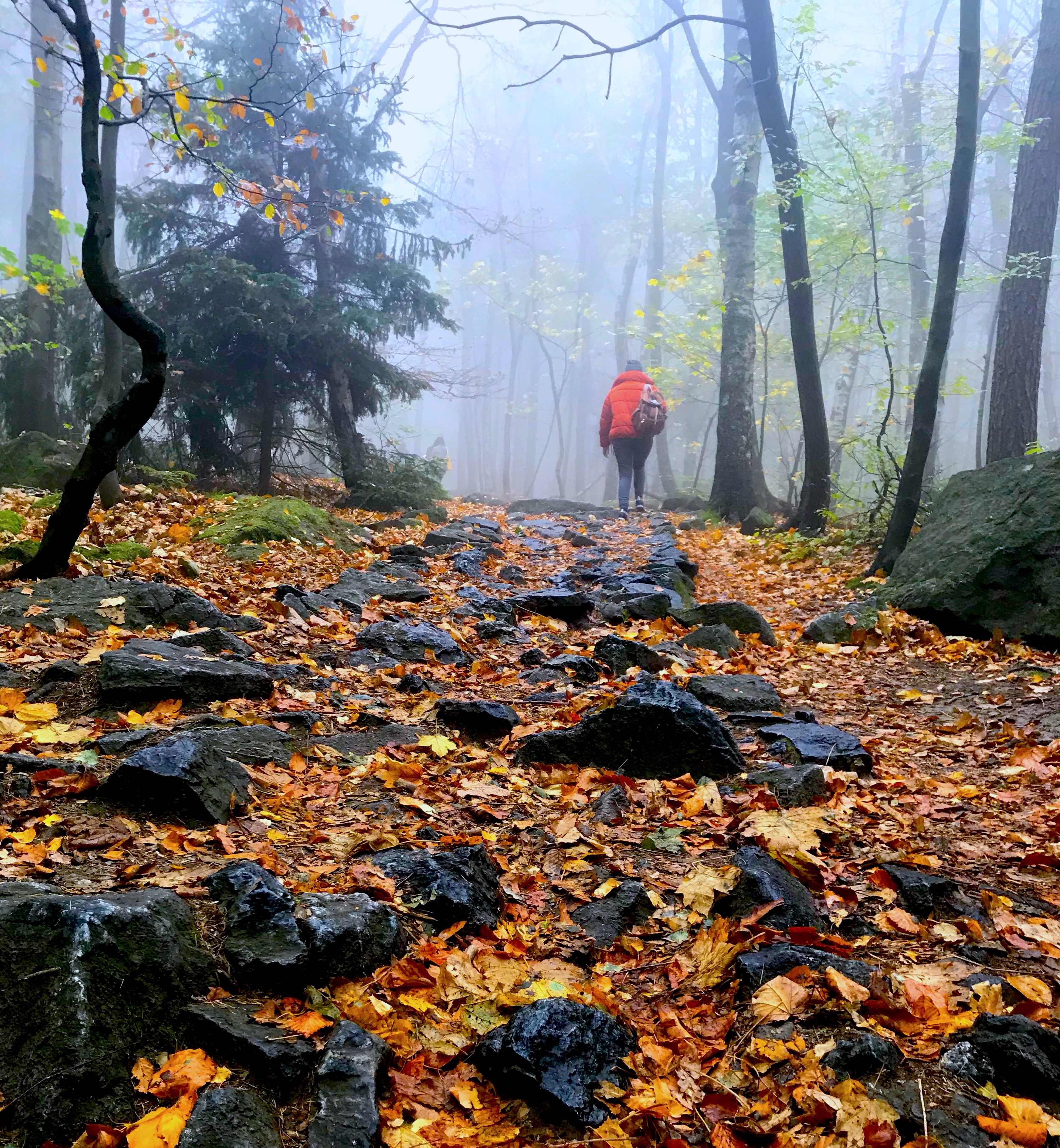 A hiker in the forest of Mount Ślęża near Wroclaw