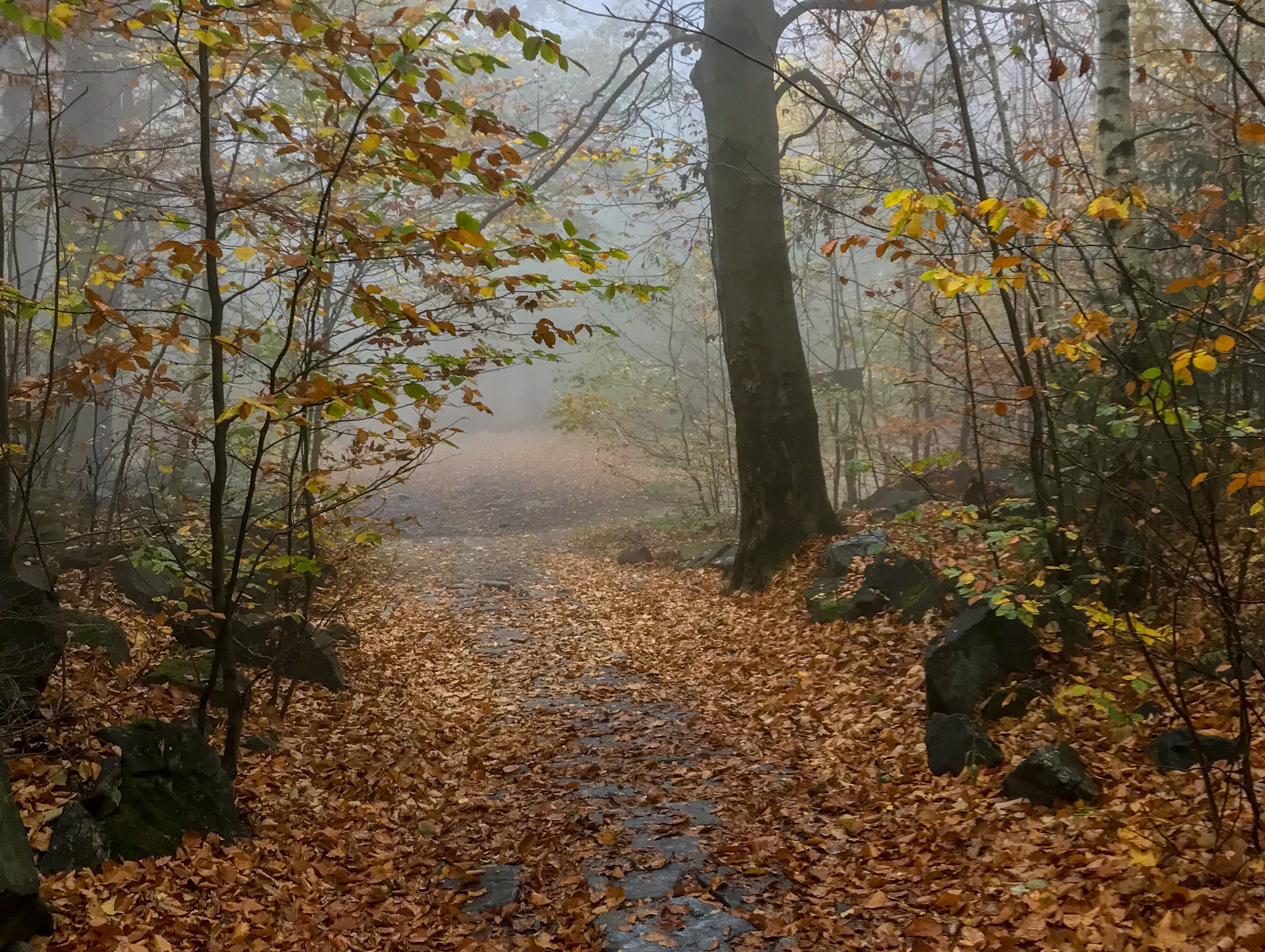 Misty forest view of Mount Ślęża