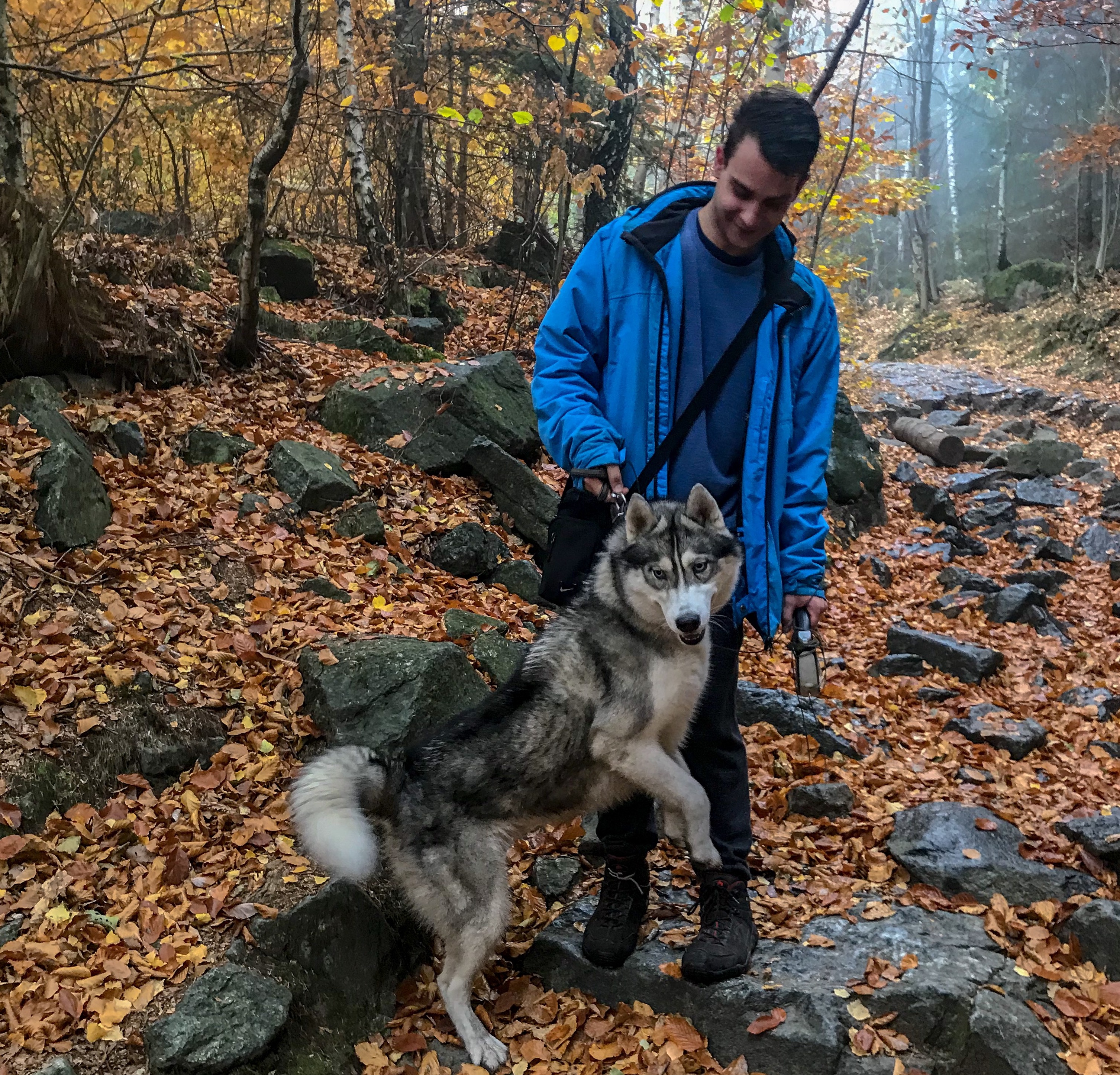 A husky in Sleza forest during hike