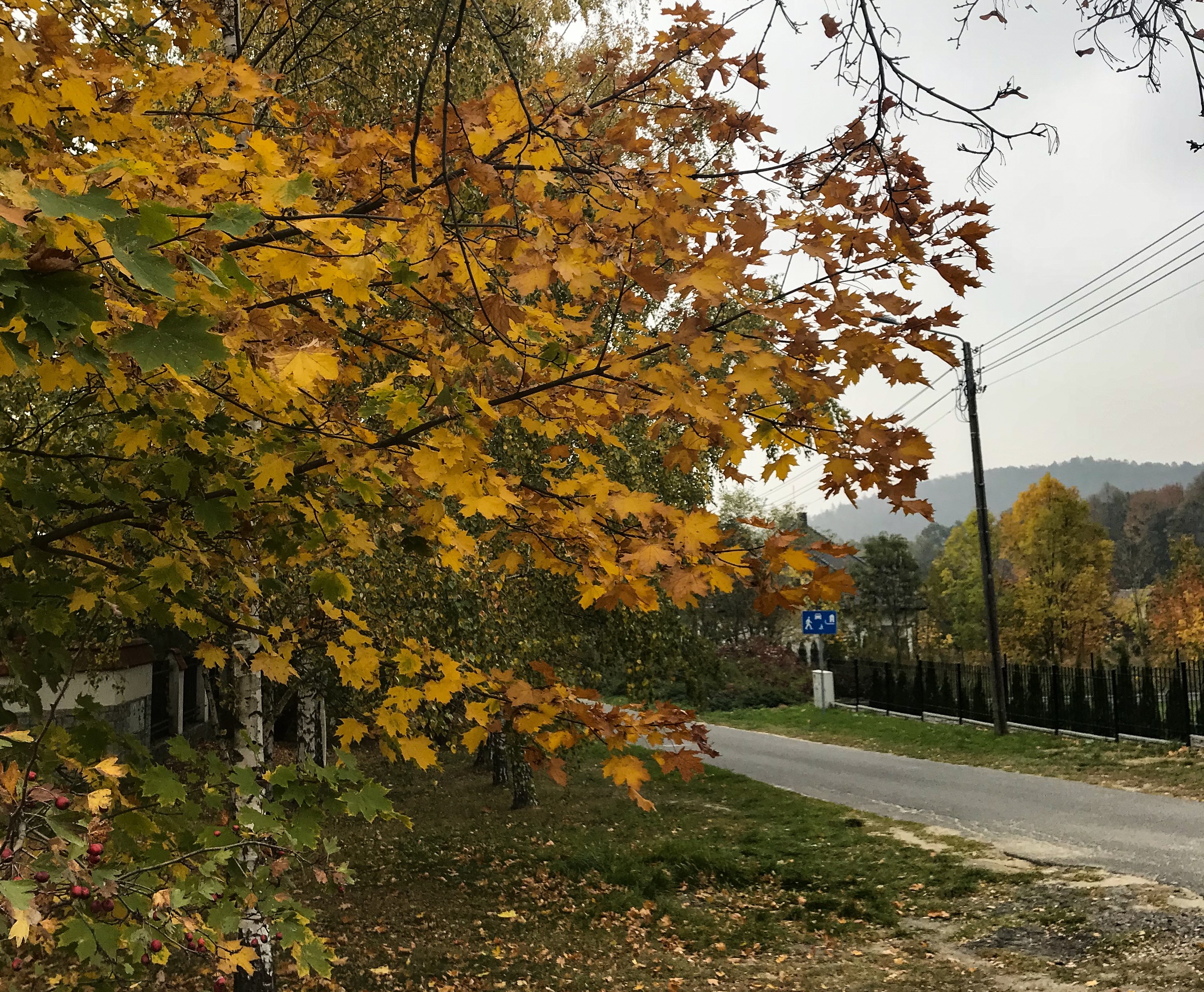 A maple tree in Ślęża