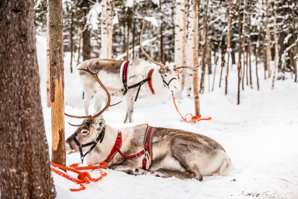 Reindeers at a Sami farm in Lapland Rovaniemi