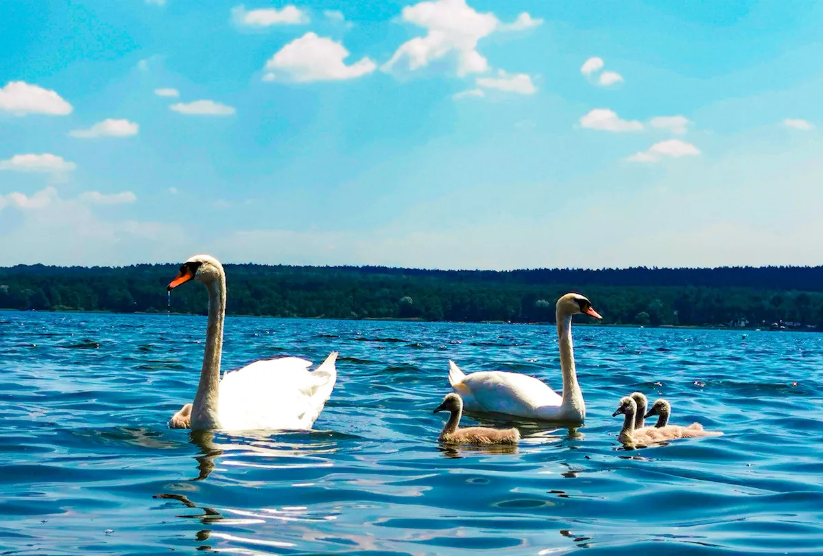 Lake in Wieleń in Greater Poland