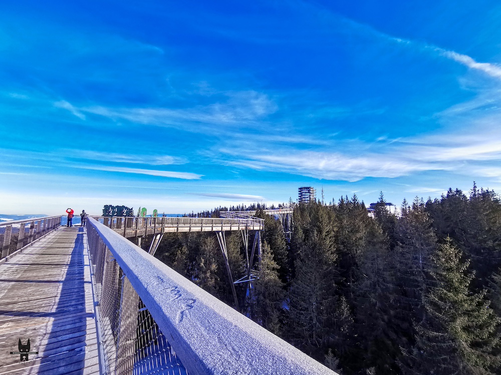 Treetop Walk Bachledka: The Finest of Polish Winter Adventures In High ...