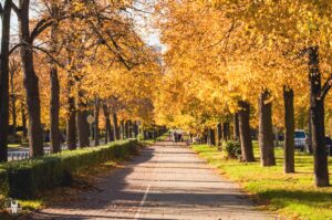 A street in Wroclaw during autumn