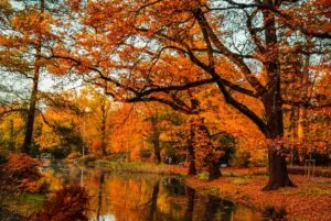 Japanese Garden in Wroclaw during autumn