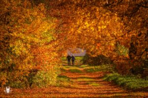 A park in Wroclaw decorated in autumn colours