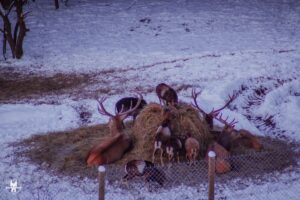 bieszczady winter travel in poland