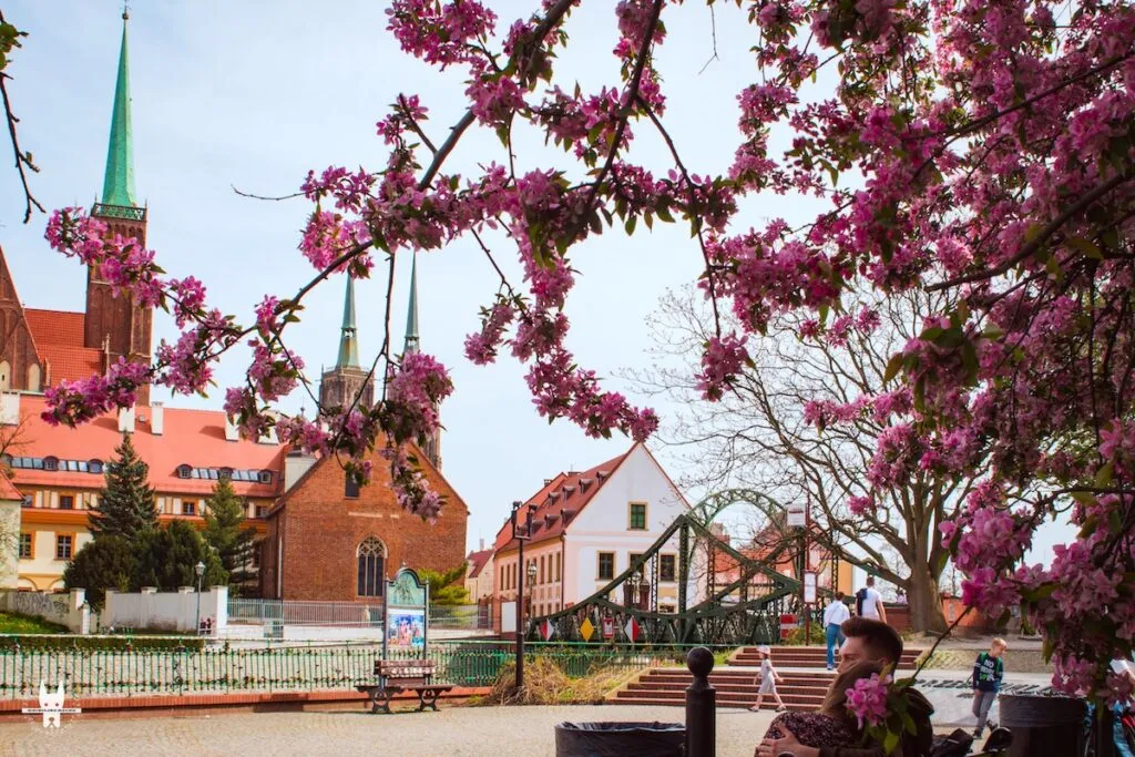 Ostrów Tumski in Wrocław during cherry blossom