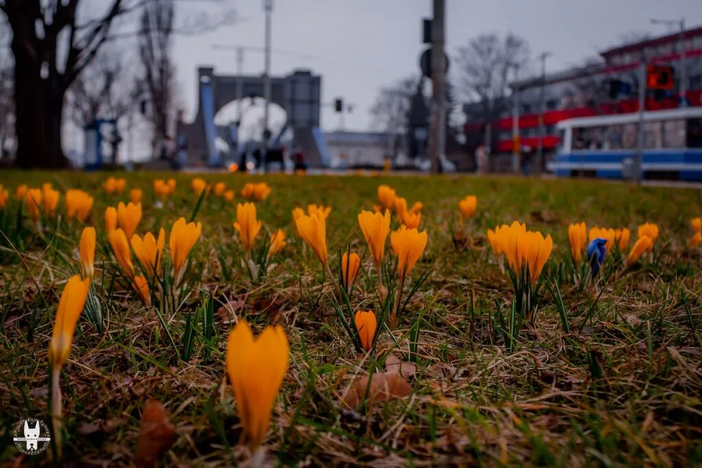 Most Grunwaldzki view with spring flowers on Wroclaw bike tour
