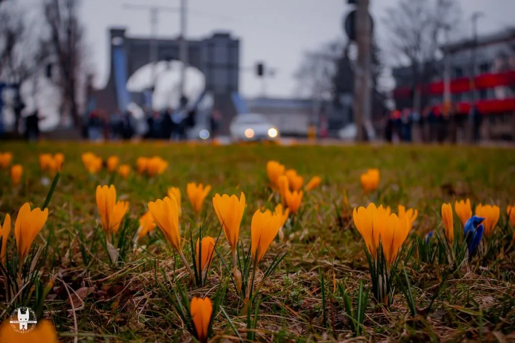 Most Grunwaldzki on Wroclaw bike tour
