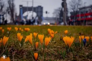 Most Grunwaldzki on Wroclaw bike tour