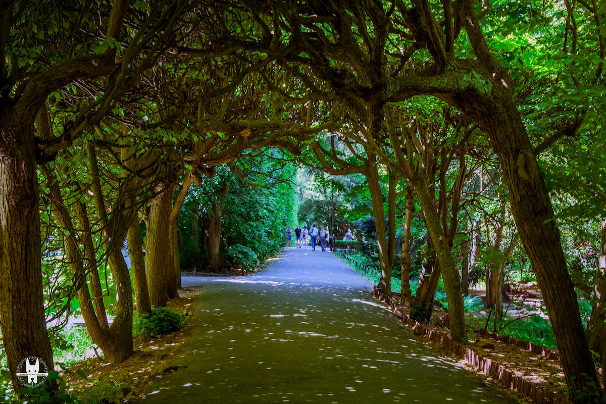 A summer in Park Oliwa in Gdańsk